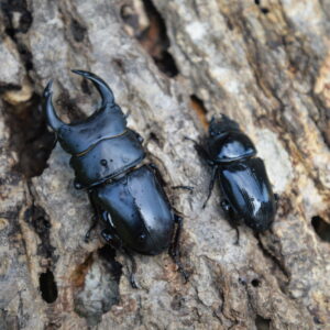 山梨産オオクワガタ　F2♂ Ｆ1♀ペア