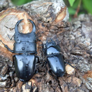 山梨産オオクワガタ　F2♂♀ペア